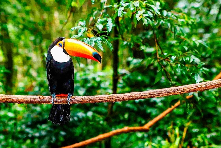 Unique Amazon Sustaintable Comunities Encounter in Ecuador - imagen #4