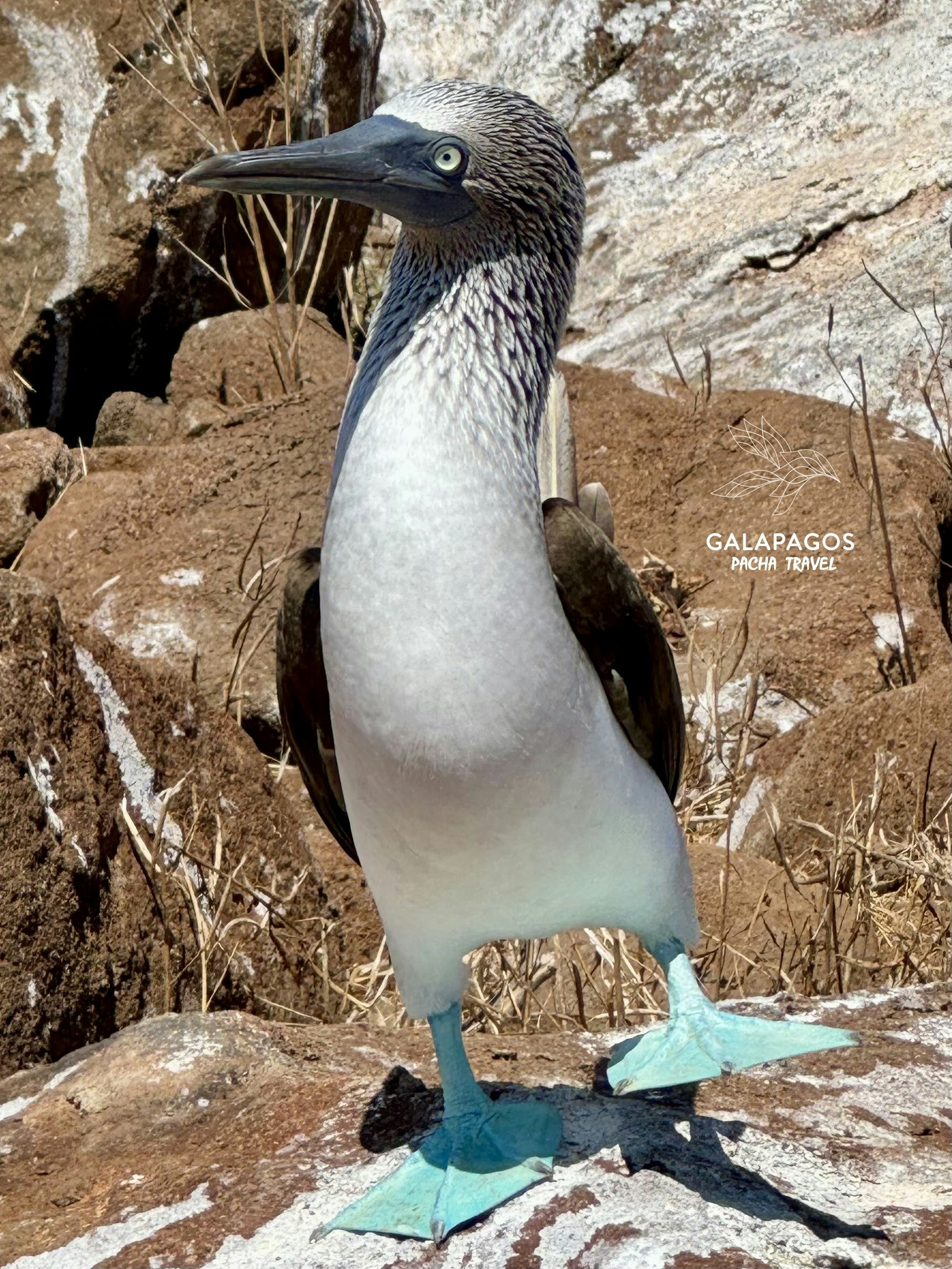 5 day / Sta. Cruz Highlands & C. Darwin RS, Bartolome, N. Seymour - imagen #14