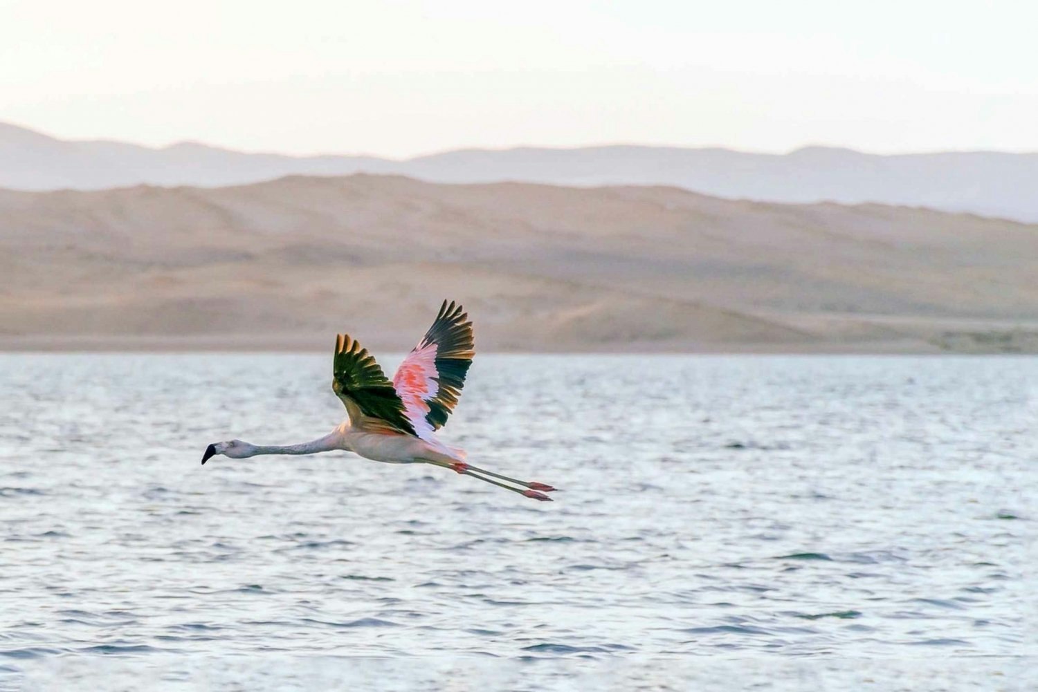 Par-02 : Ballestas Islands & Paracas Reserve - Full Day Escape - imagen #3
