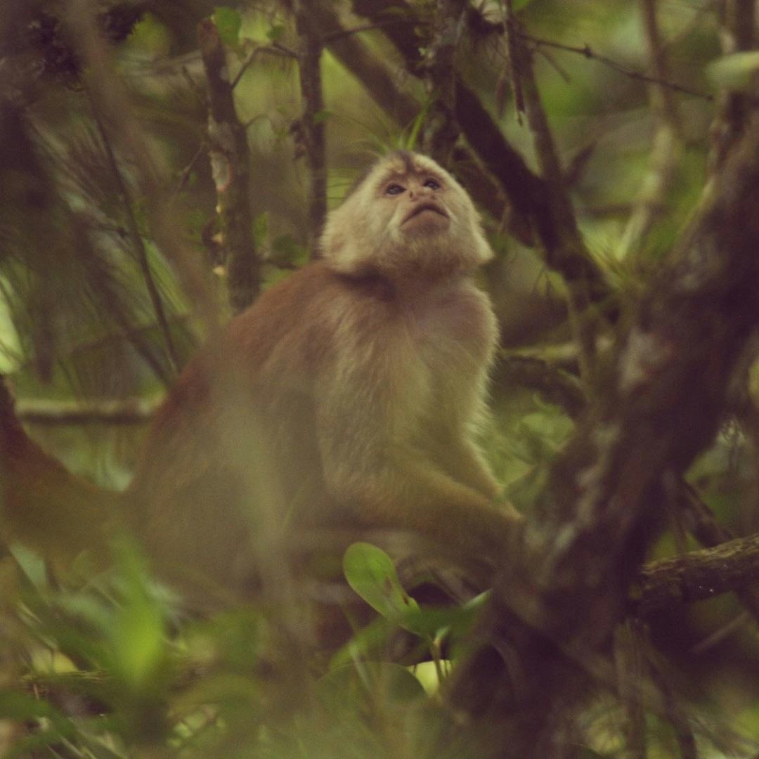 Tum-03 : Cerros de Amotape National Park - Into the Wild - imagen #4