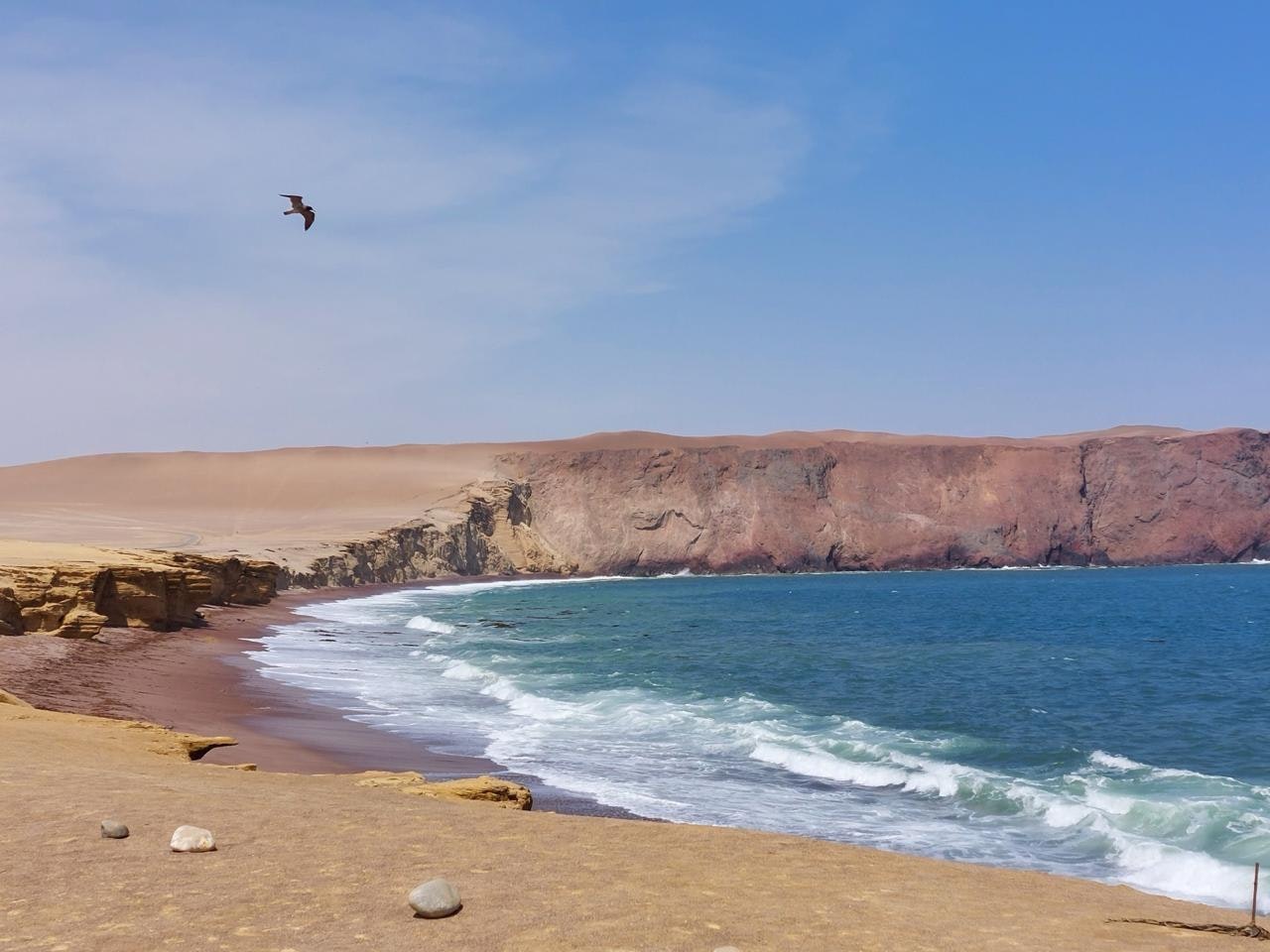 Paracas National Reserve Half Day Tour - imagen #9
