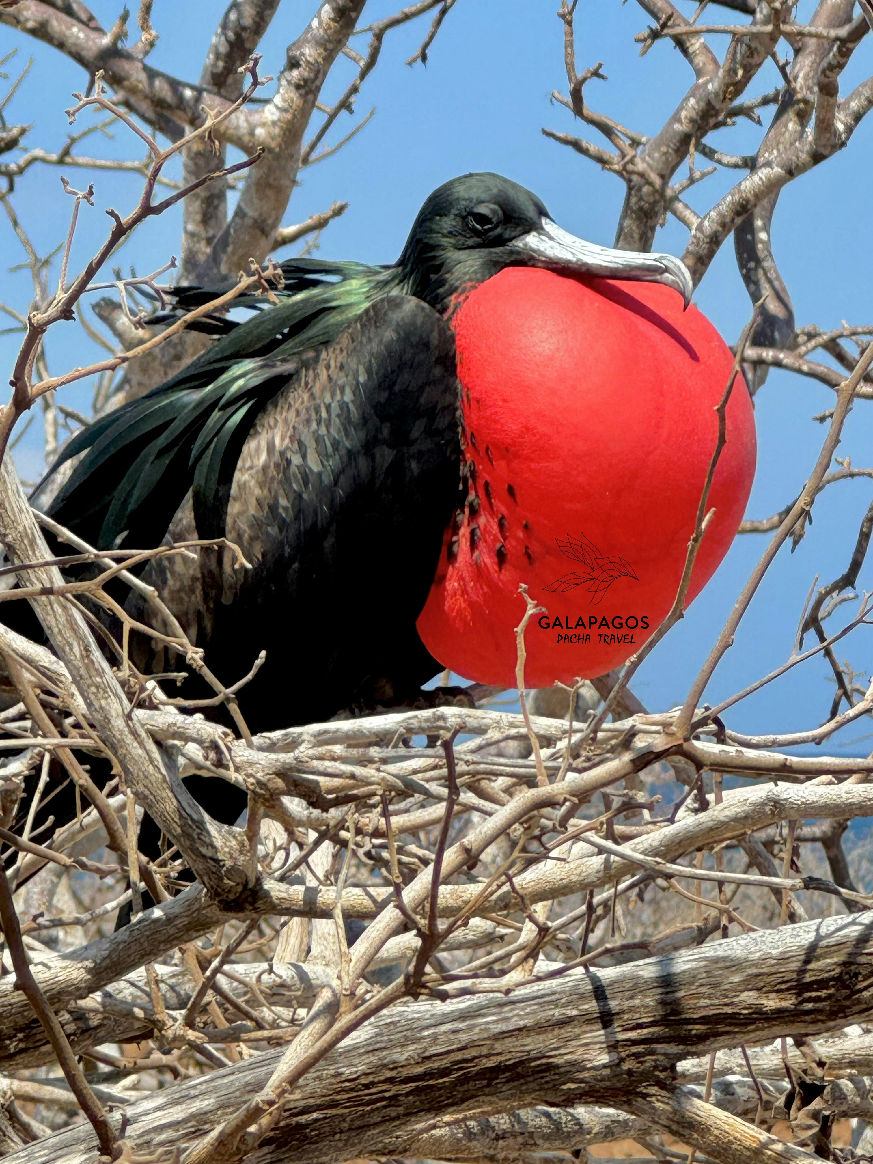 5 day / Sta. Cruz Highlands & C. Darwin RS, Bartolome, N. Seymour - imagen #12