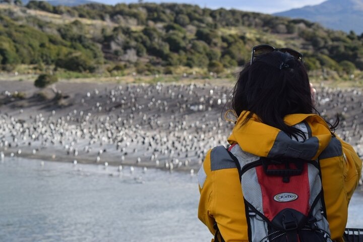 Martillo Island: Boat Trip to the Penguin Colony & Beagle Channel - imagen #10