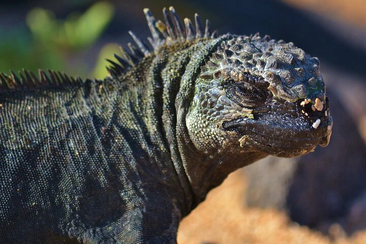 Viaje de 12 días por Ecuador y las Galápagos: aventura y cultura - imagen #11