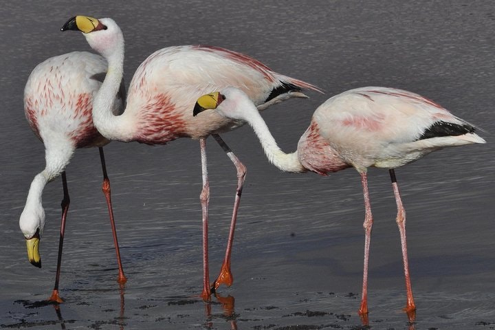 Laguna del Toro and Flamingo-Watching 4WD Tour from Salta - imagen #4