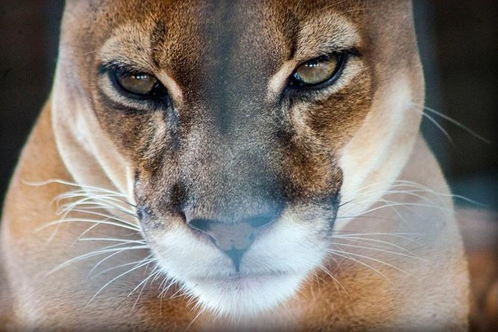 Excursión al zoológico El Pantanal en Guayaquil - imagen #9