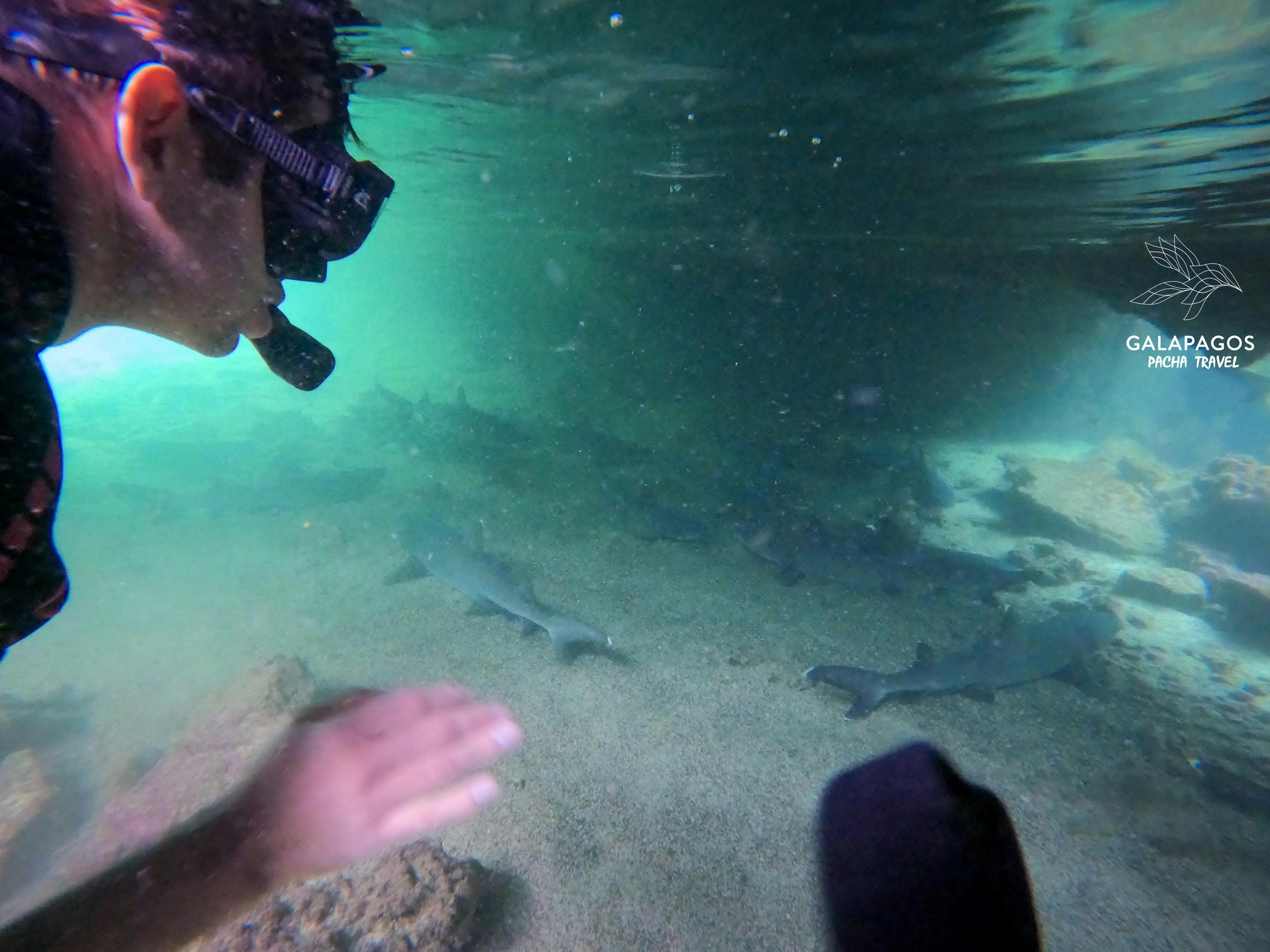 7 días / Santa Cruz y Estación Científica Charles Darwin, Isabela - imagen #21