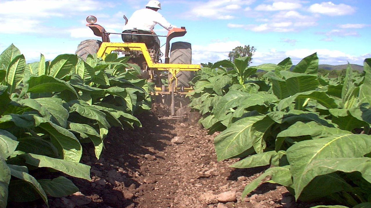 Tobacco Route Full Day Tour from Salta - imagen #9