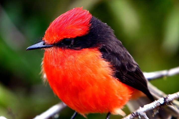 Unique Amazon Sustaintable Comunities Encounter in Ecuador - imagen #5