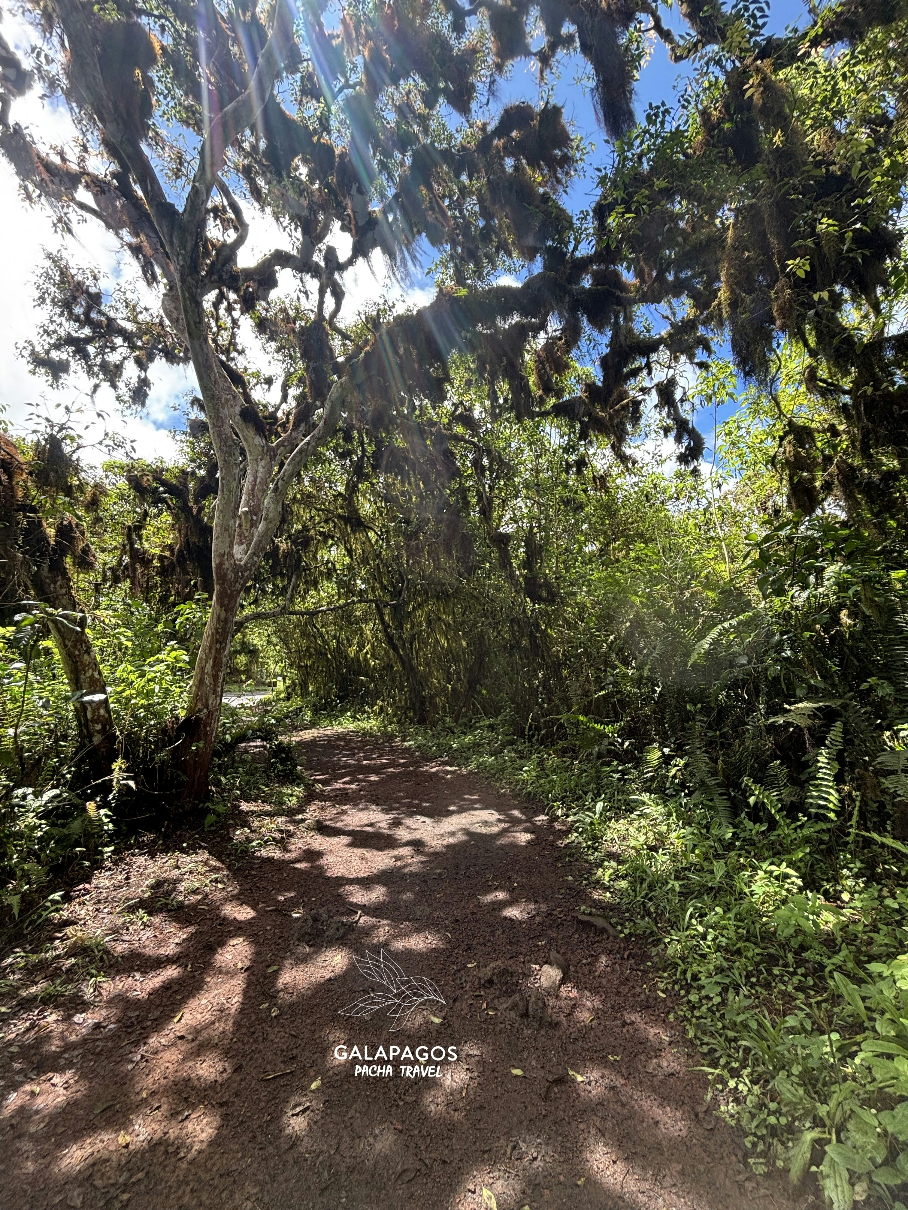 5 day / Sta. Cruz Highlands & C. Darwin RS, Bartolome, N. Seymour - imagen #29