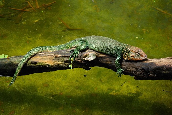 Iquitos Transfer: Cruise Port to Iquitos Hotels or viceversa - imagen #7