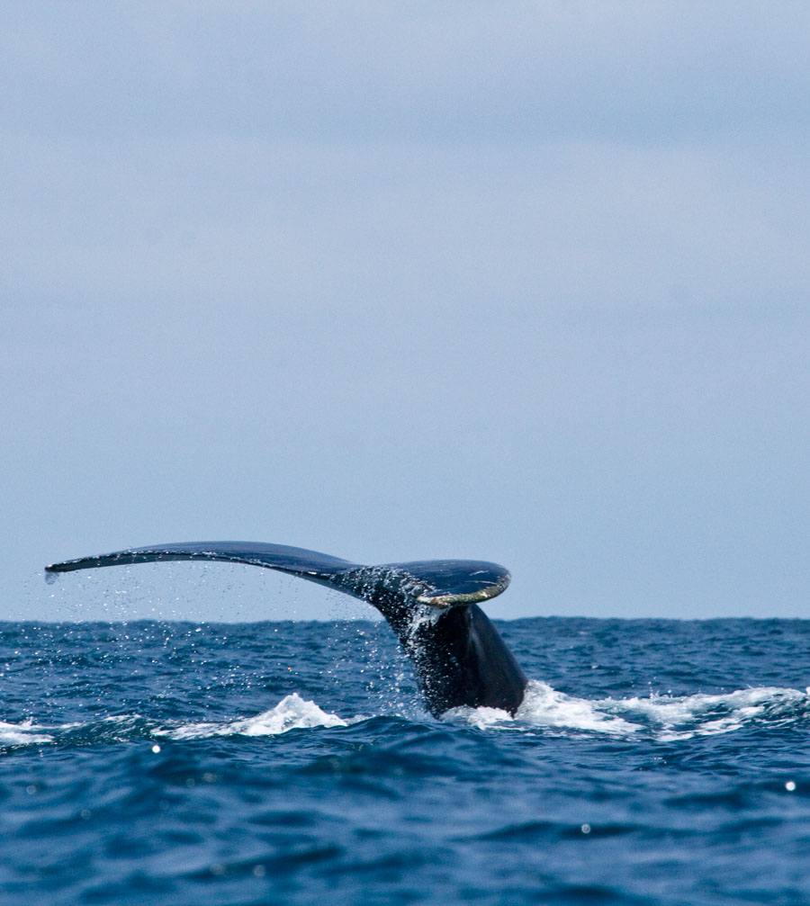 Tum-02 : Whale Watching - Majestic Whales Expedition