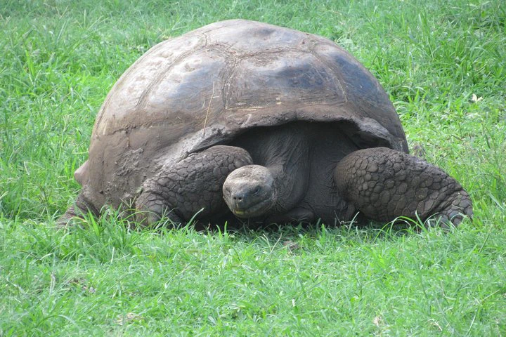 GALÁPAGOS IDEAL (3 días) - imagen #5