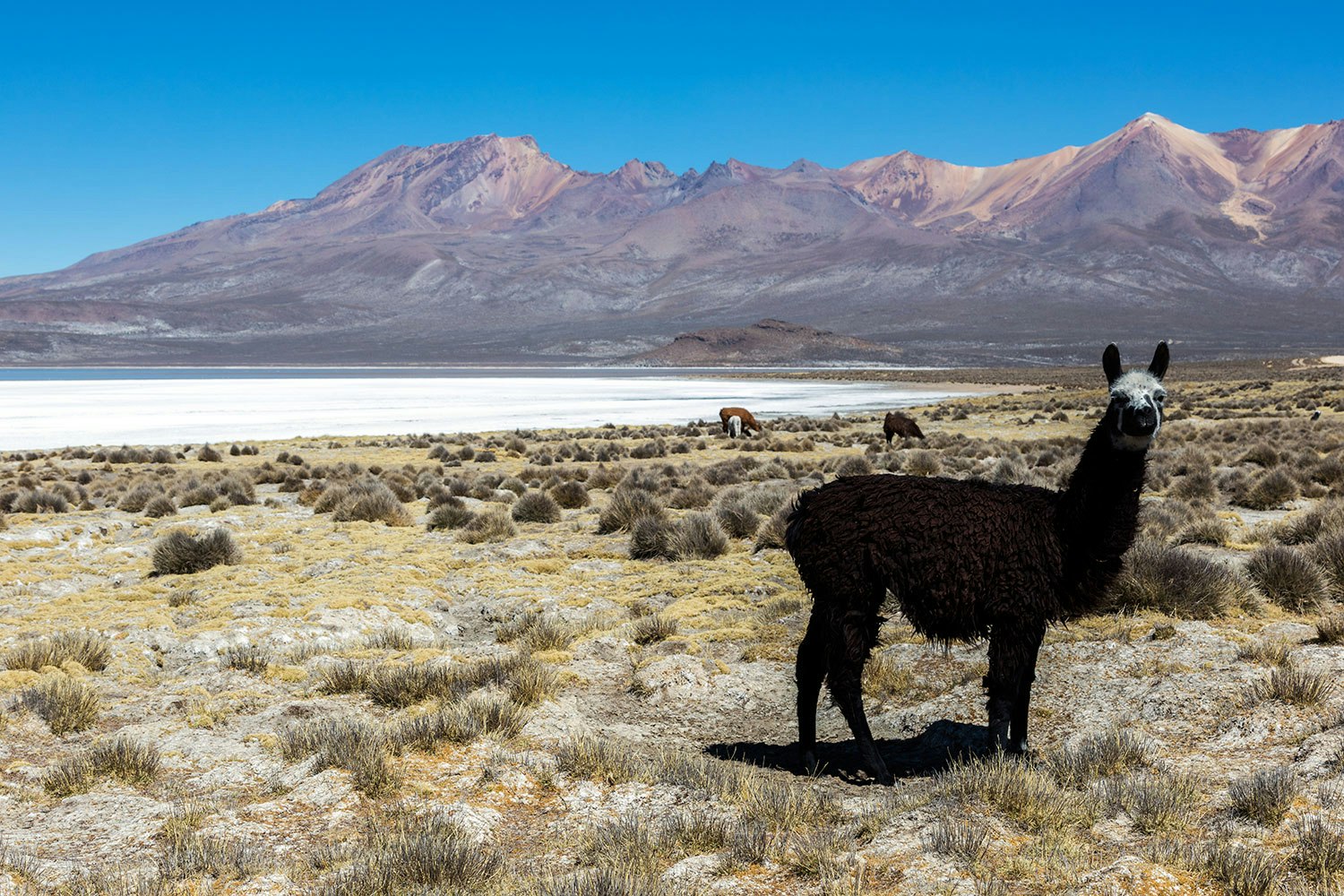 Are-10 : Mini Uyuni Experience - Salinas Lake - imagen #7