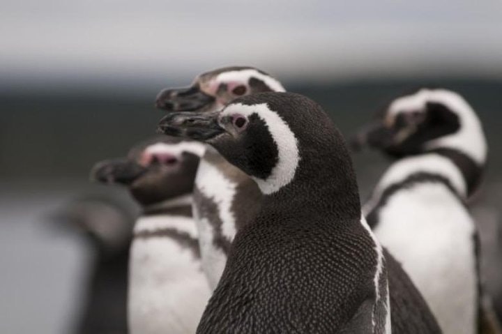 4-Day Private Luxury Trip in Ushuaia - imagen #2