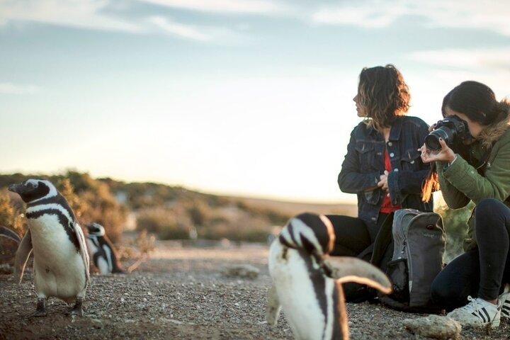 Estancia San Lorenzo: Home to the Largest Penguin Colony - imagen #9
