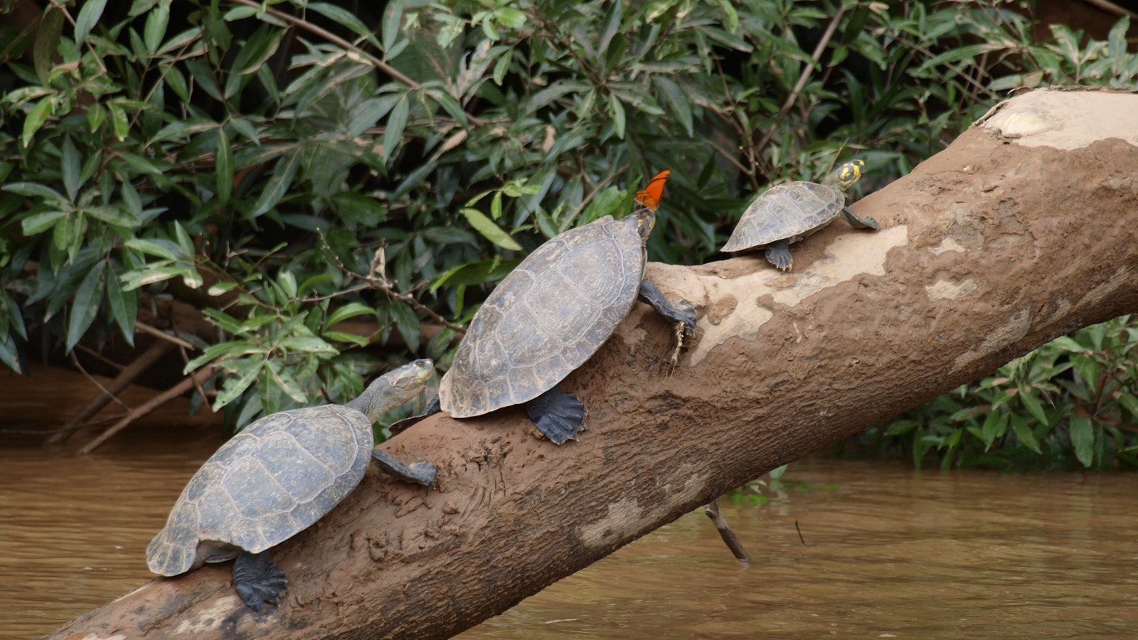 Cus-07 : Manu s Park Odyssey - Embark on a 4 Days Jungle Expedition - imagen #15