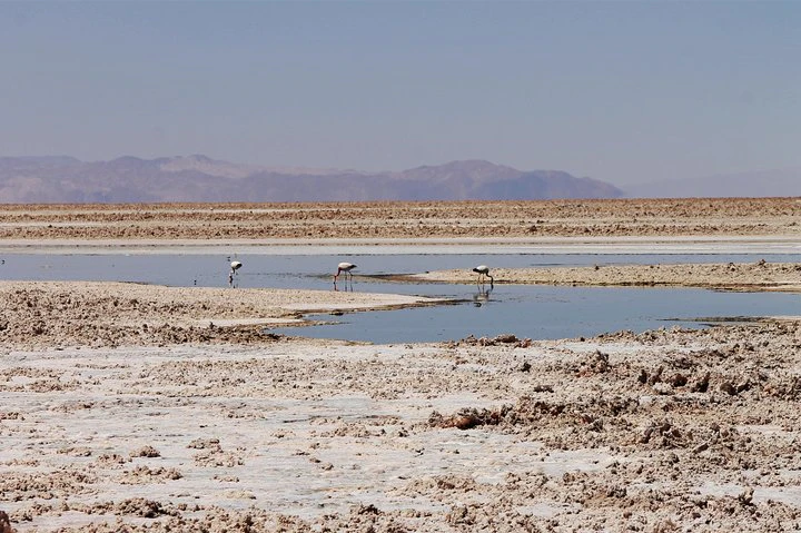 San Pedro de Atacama, Laguna de Chaxa and Toconao - Half day - imagen #6