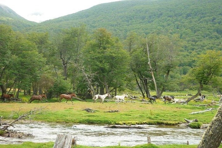 Vinciguerra Glacier Small Group Trek from Ushuaia - imagen #7