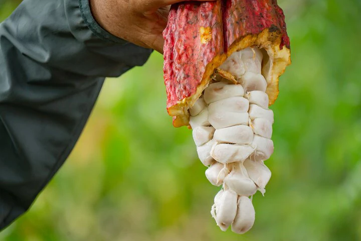 Cacao Farm Excursion Day Trip from Guayaquil - imagen #7