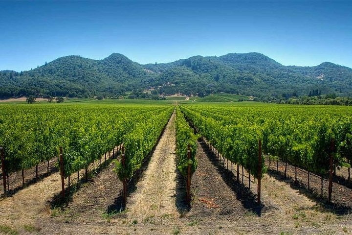 Half Day Trip to Undurraga Vineyard from Santiago - Wine Tasting Included - imagen #6