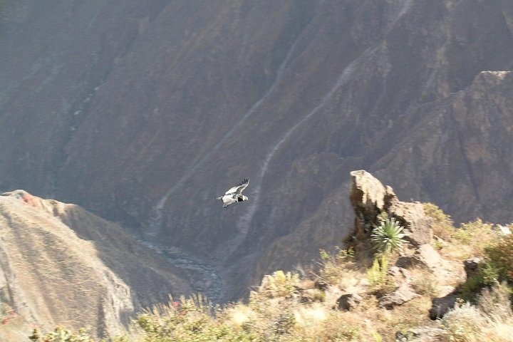 Full Day Colca Canyon Tour - imagen #2
