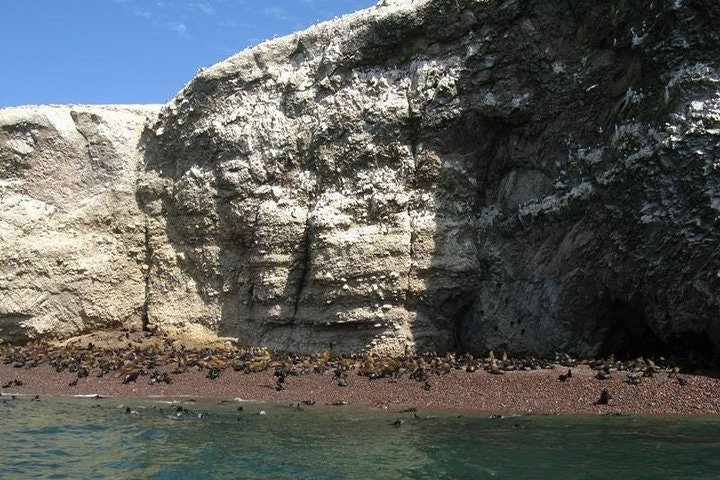 Ballestas Islands Sigthseeing Tour - imagen #3