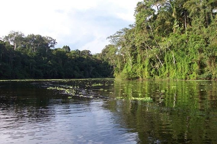 Lodge in the Jungle of Pacaya Samiria 3 Day Tour in Iquitos - imagen #3
