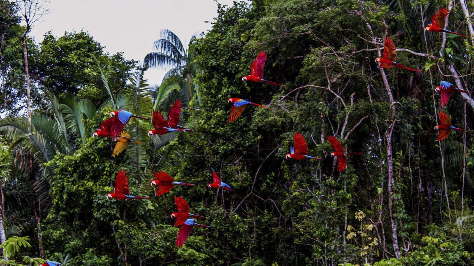 Pmal-04 : Macaw Magic: 3 Days at Tambopata s Clay Lick - imagen #18