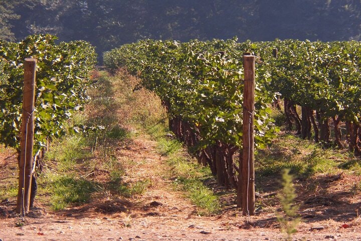 Casablanca Valley Wine Tour from Santiago - imagen #6