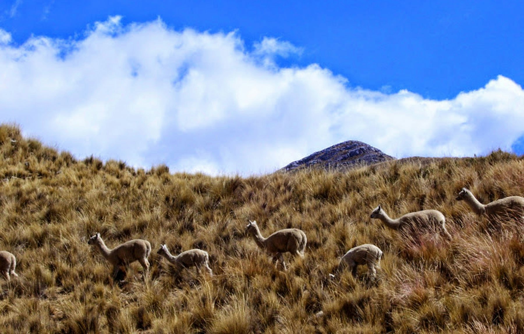 Lim-13 : Huancaya -  Hidden Paradise Retreat - imagen #6