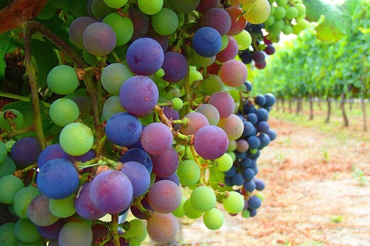 4-Day Tour in San Martin de los Andes - imagen #7