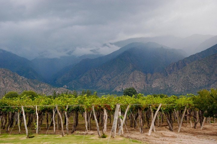 Private Wine Tasting and Vineyards Tour from Mendoza - imagen #5