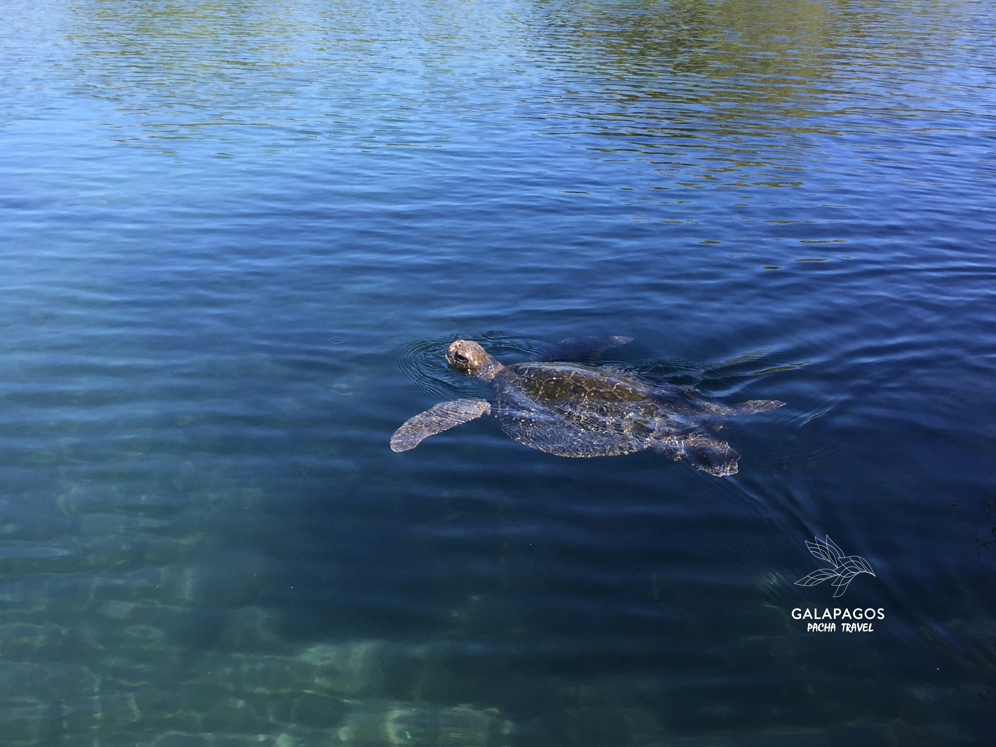 Snorkel Tintoreras Bay - Isabela - imagen #5