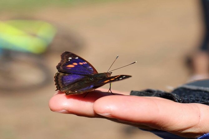 Jungle Wildlife Bike Tour to Iguazu National Park & Jaguar Road - imagen #5