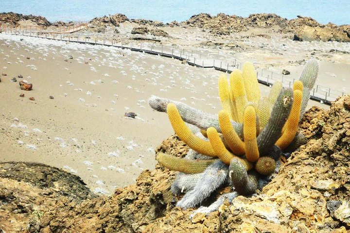 Excursión de día completo a la isla de Bartolomé y la bahía de Sullivan - imagen #13