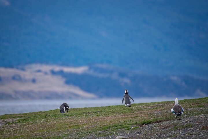 Martillo Island: Boat Trip to the Penguin Colony & Beagle Channel - imagen #20