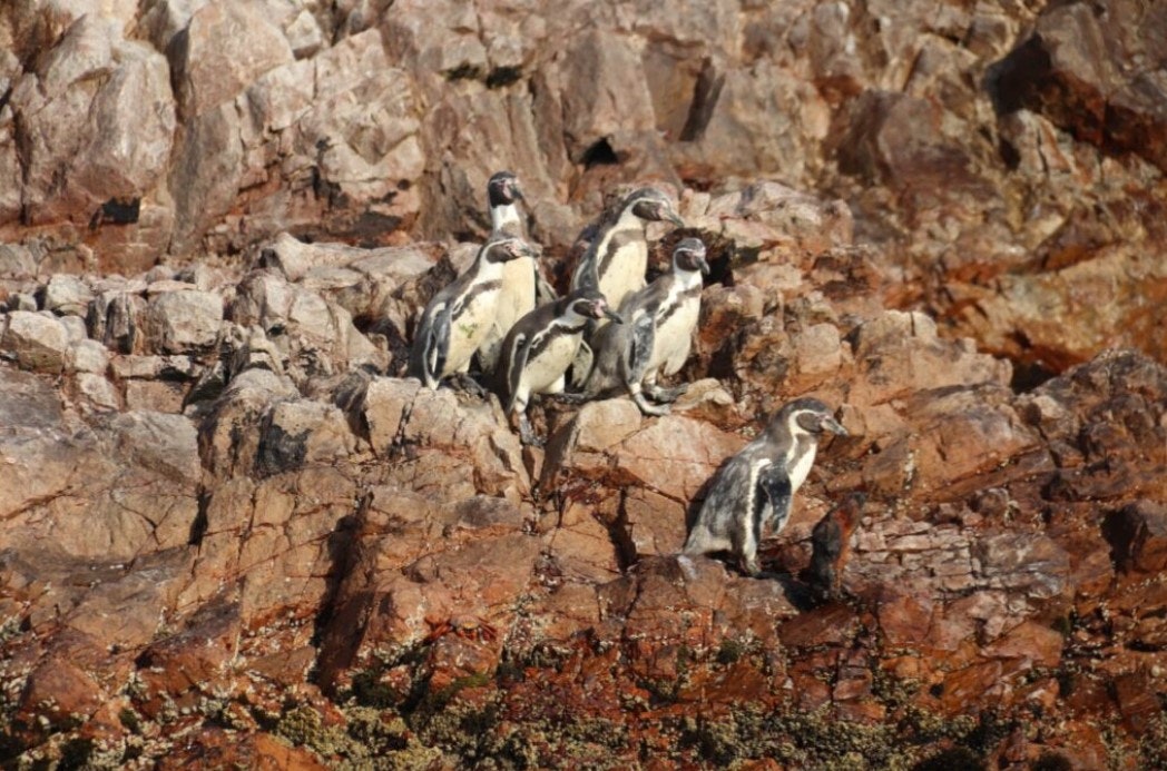 Lim-03 : 2 Days at Paracas & Huacachina - Coastal Wonders Getaway - imagen #14