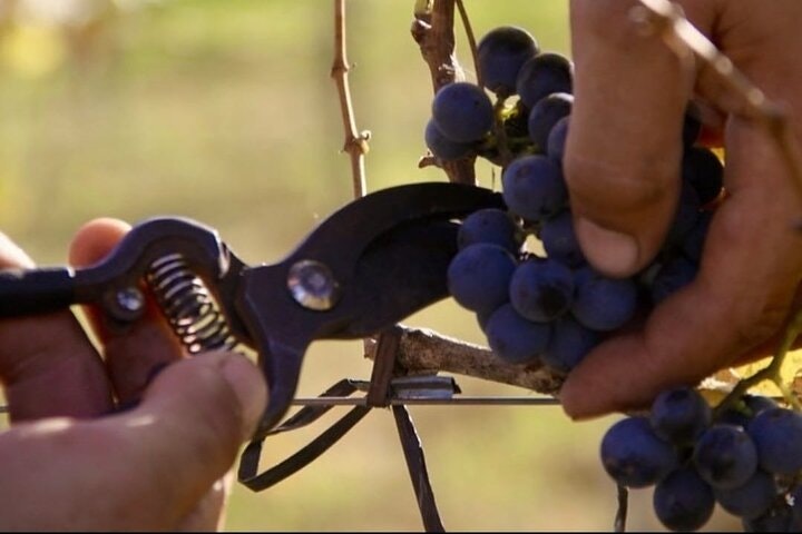 Bodega Gamboa Small-Group Wine Tasting Tour with Lunch - imagen #2