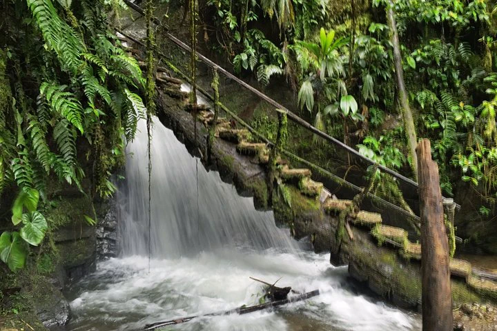 Excursión «Encuentro con la fauna silvestre en Mindo» desde Quito - imagen #7
