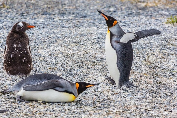 Tierra del Fuego Eco-Adventure: Beagle Channel Canoeing, Penguin Colony and Gable Island - imagen #6