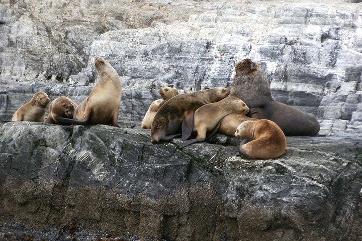 Full Day Beagle Chanel Cruise from Ushuaia & Harberton Ranch Visit - imagen #5