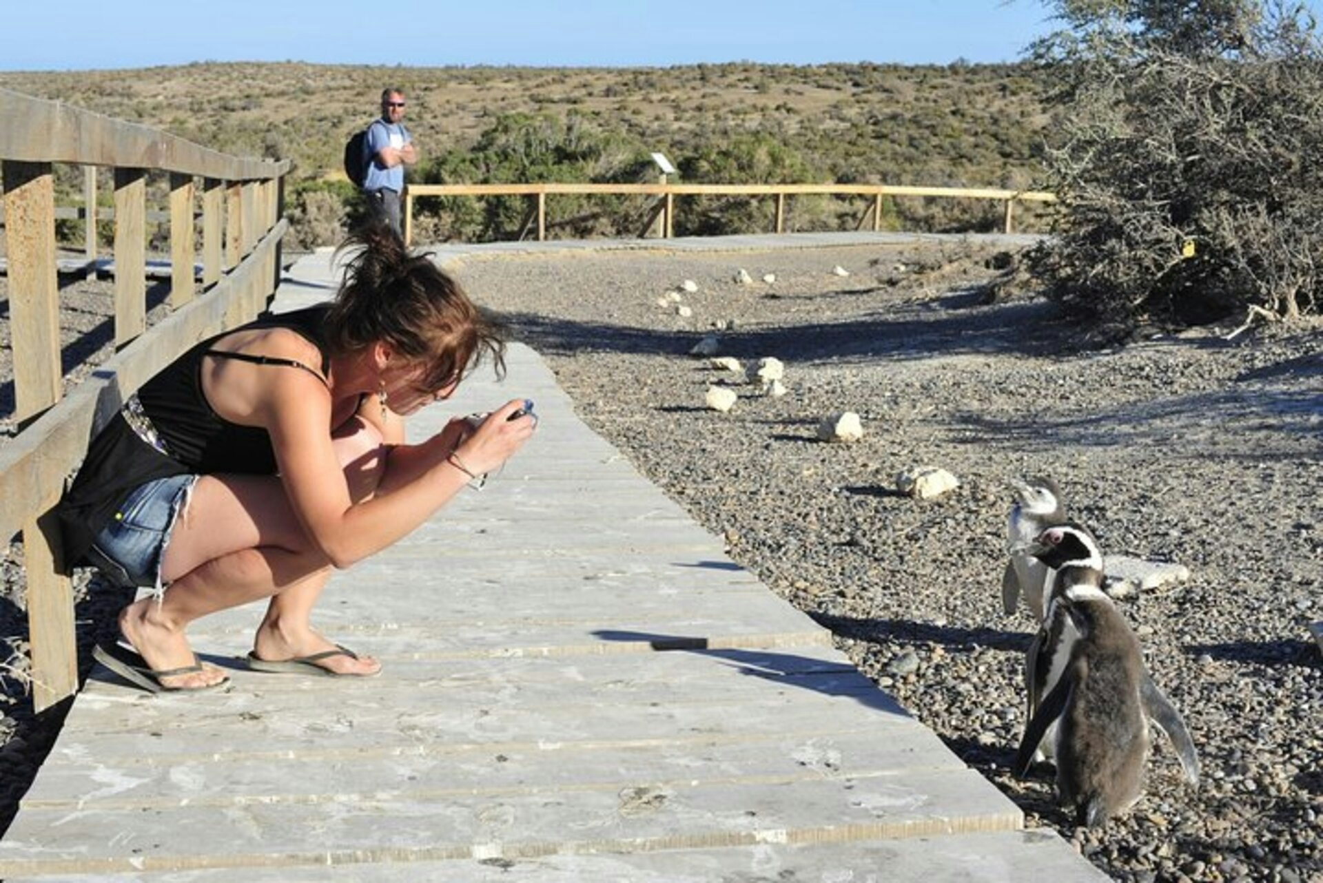 Punta Tombo Penguin Colony from Puerto Madryn with Toninas Watching - imagen #8