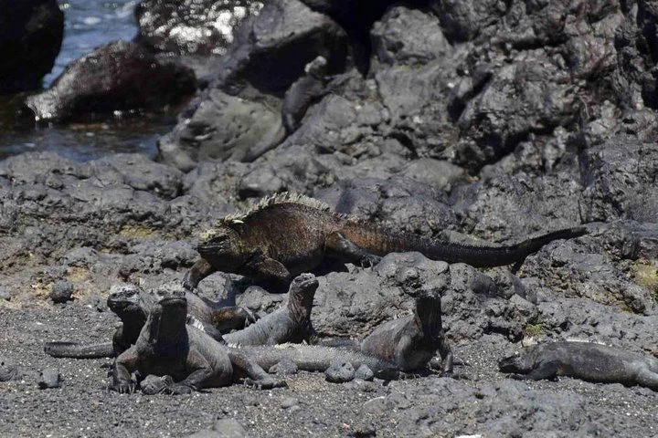 Excursión a la bahía de Tintoreras desde la isla Isabela - imagen #8
