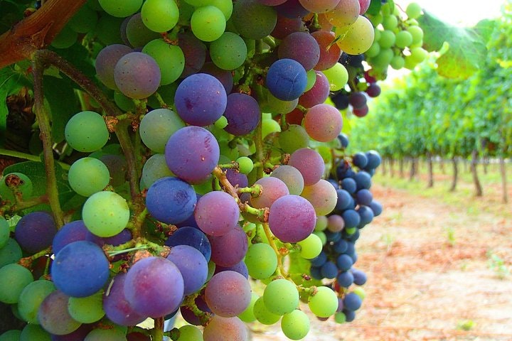 Cafayate Wine Trail Excursion: Explore Salta s Vineyards - imagen #4