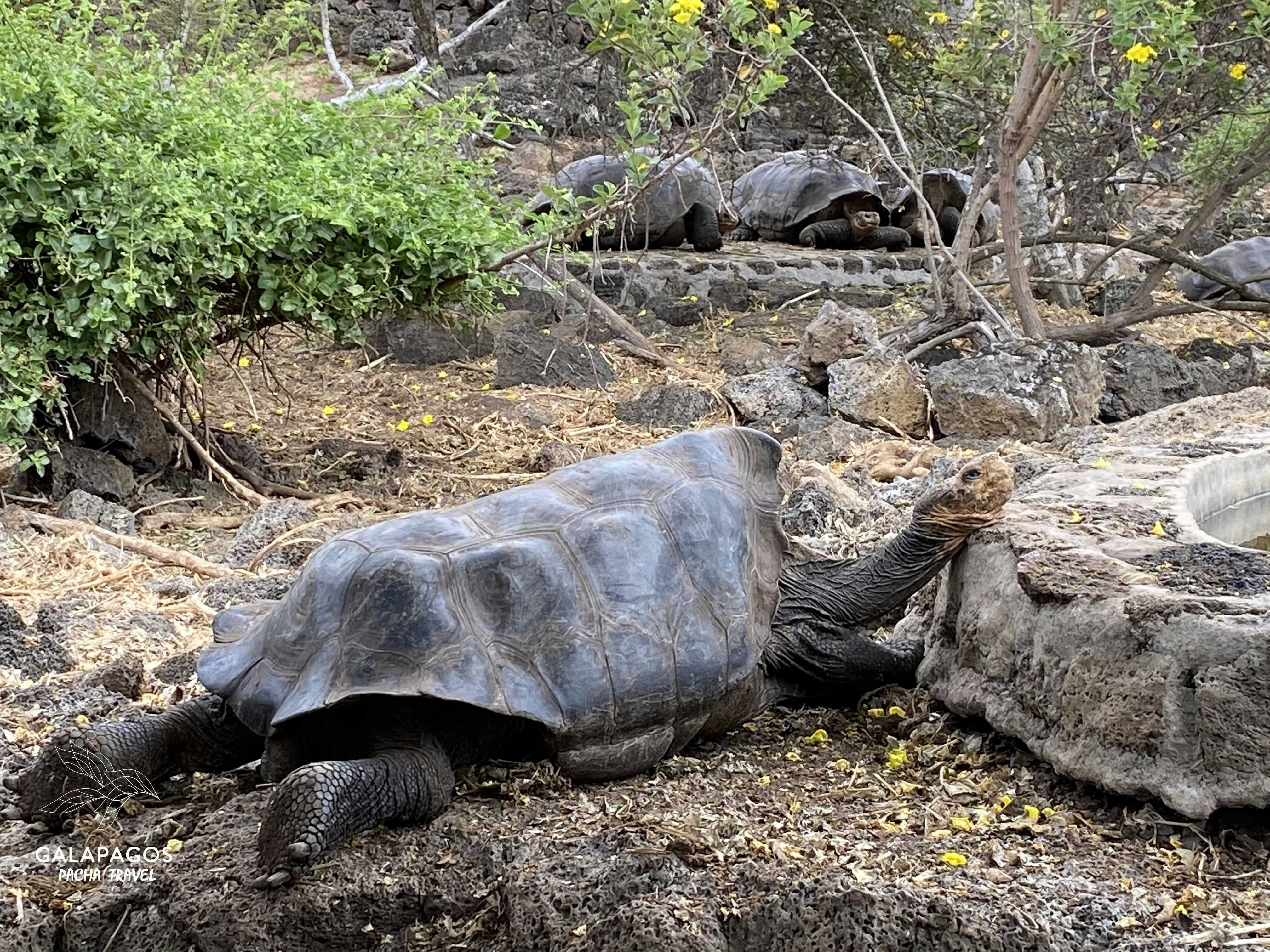Paseo por la naturaleza con tortugas gigantes - Santa Cruz - imagen #3