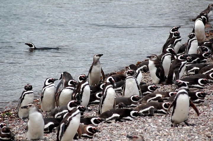 Punta Tombo Penguin Colony from Puerto Madryn with Toninas Watching - imagen #2