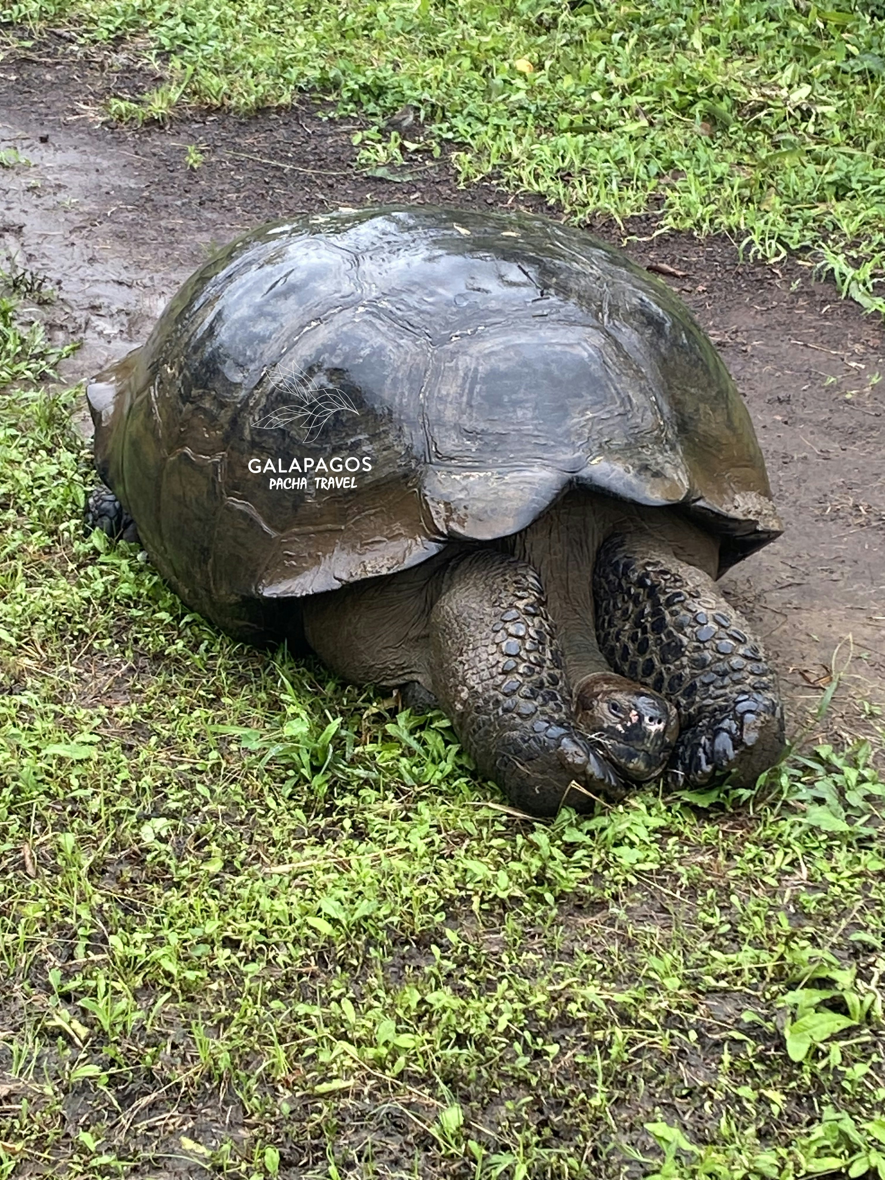 Paseo por la naturaleza con tortugas gigantes - Santa Cruz - imagen #6