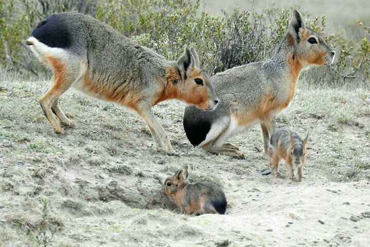 10-Day Iguazu & Patagonia Tour From Buenos Aires - imagen #11