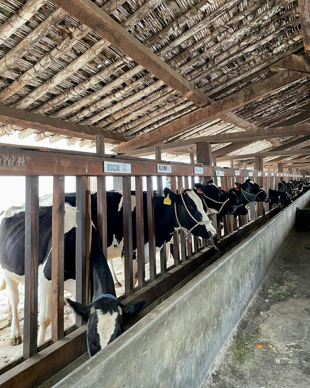 Caj-02 : Colonial Charms - Hacienda La Colpa - imagen #6